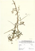藏品(多花野碗豆)的圖片